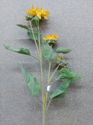 TOURNESOL X2 85 CM