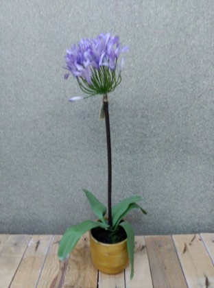 AGAPANTHUS EN POT