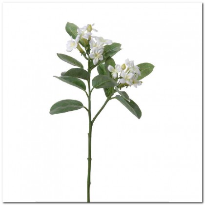 STEPHANOTIS 60CM