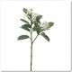 STEPHANOTIS 60CM