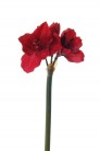 AMARYLLIS 62CM