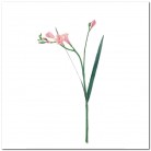 FREESIA