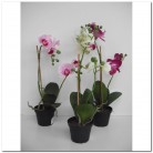 PHALAENOPSIS