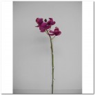 PHALANOPSIS