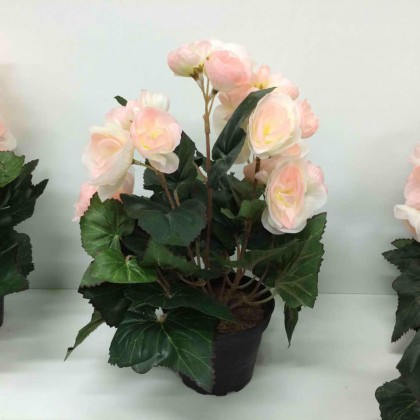 BEGONIA ROSA