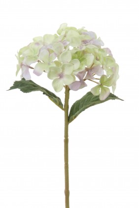 HORTENSIA 28 CM