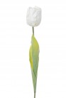 TULP L67CM WIT