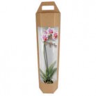 BOX ORQUIDEA HEXAGONAL CARTON D:19,5 X 75CM UNI