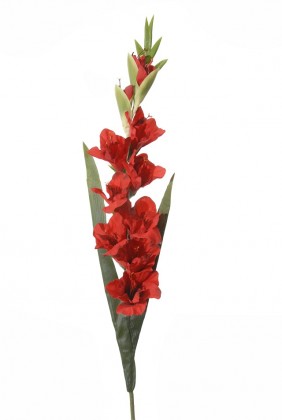 GLADIOOL 100CM ROOD