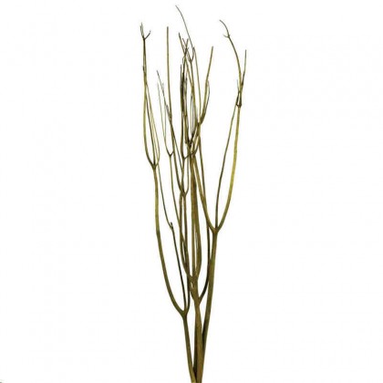 MITSUMATA 120CM VERDE F.