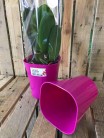 MACETA ORQUIDEA FUCSIA Ø:12