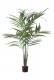 KENTIA H180 CM. VERT