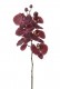 ORCHIDEE X6 70 CM