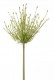 ALLIUM 115 CM WIT