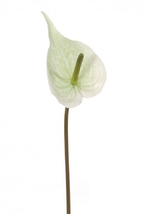 ANTHURIUM 150 CM BLANC/VERD