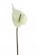 ANTHURIUM 150 CM BLANC/VERD