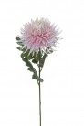 CHRYSANT 65 CM ROZE