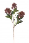 SKIMMIA 65 CM BORDEAUX