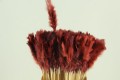 PICK PLUMA RED-BROWN 50CM X 10 UNI