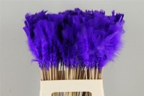 PICK PLUMA PURPLE-BLUE 50CM X 10 UNI