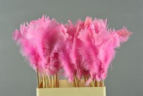 PICK PLUMA PINK 50CM X 10 UNI