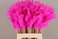 PICK PLUMAS FUCSIA 50CM X 10 TLLS