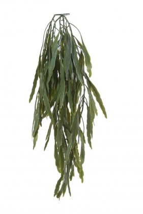 RHIPSALIS CHUTE 70 CM VERT HEADER