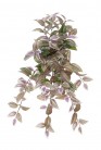 TRADESCANTIA 50CM VRT/BLNC/RS HEADER