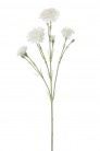 DIANTHUS 60 CM CREME