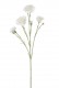 DIANTHUS 60 CM CREME