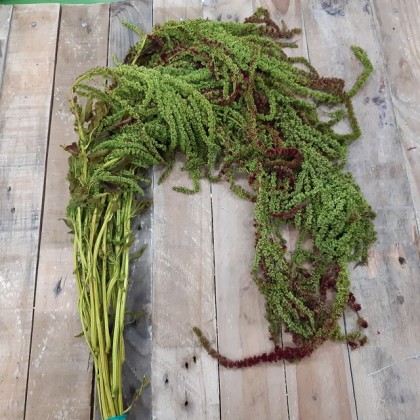 AMARANTHUS CAUDATUS PRES.VERDE/ROJO