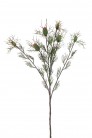 NIGELLA 60CM VERT