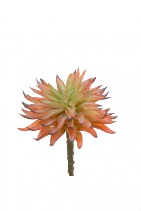 SUCCULENT 16CM ORANGE