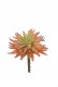 SUCCULENT 16CM ORANGE