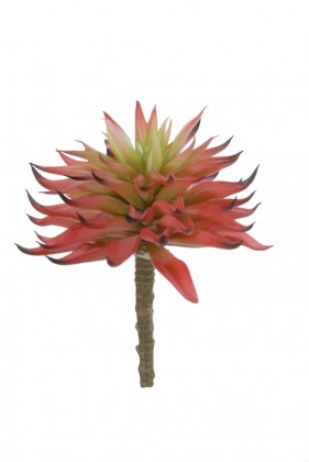 SUCCULENT 16CM BOURDEAUX