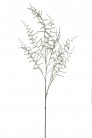 ASPARAGUS SAUVAGE 127CM VERT