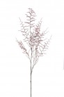 ASPARAGUS SAUVAGE 127CM BOURDEAUX