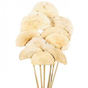 MUSH SPONGE NATURAL