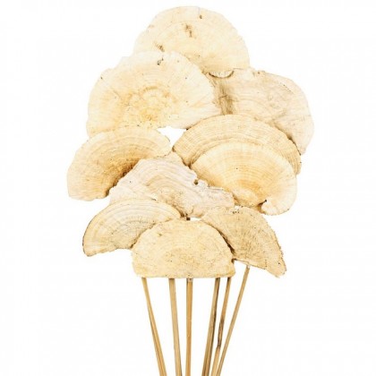 MUSH SPONGE NATURAL