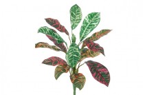 CROTON 25CM