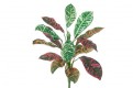 CROTON 25CM