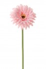 GERBERA 58 CM ROSE CLAIR