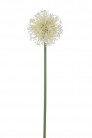 ALLIUM 50CM CREME