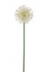 ALLIUM 50CM CREME