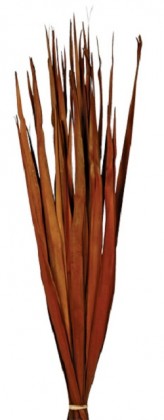 SUN PALM LEAVES MARRON