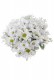 COSMOS PIQUET 39CM BLANCO