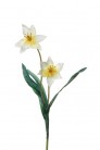 TULIPE BLANCO