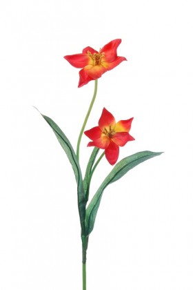 TULIPE ROJO