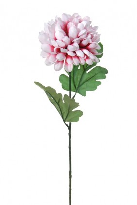 CHRYSANTHÈME