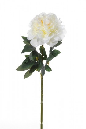 PIVOINE 60CM CREME